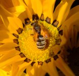 Pollen-covered bee.jpg