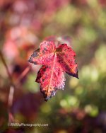 DSC_5240_8012-4.jpg