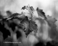 DSC_5202_7974-5.jpg