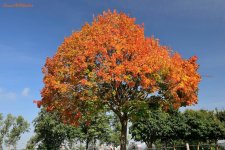 Autumn colours.jpg