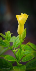 frontflower.jpg