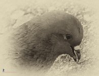 dovehead.jpg