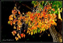 Day270AutumnColors.jpg