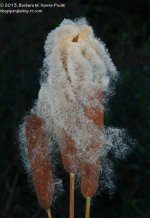 270 Cattails-130929-02_1.jpg