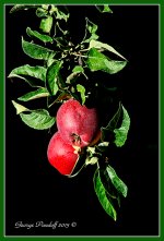Day271ApplesGreen.jpg