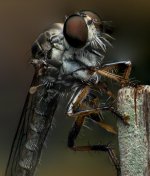 54144d1380439664-post-your-focus-stacking-photos-here-robber-fly.jpg