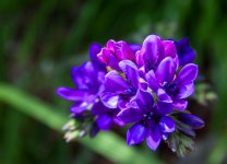 blueflowerNIKON.jpg