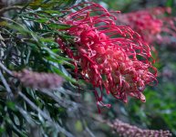 Grevillea.jpg