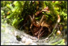 SpiderDinner.jpg