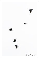 Day272Crows.jpg