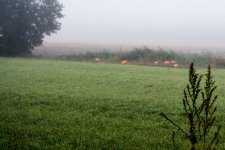 DSC_4310.jpg