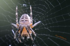 Spider reversed - WM.jpg