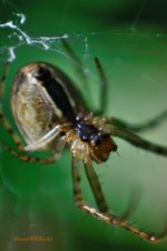 Macro Spider.jpg