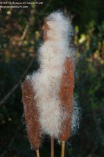 271 Cattails-130929-01_1.jpg