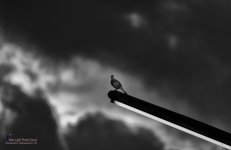 eveningbird-2.jpg