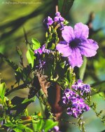 DSC_6284.jpg