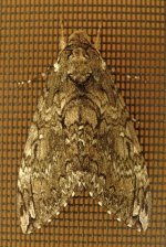 moth.jpg