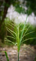 eveninggrass.jpg