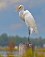 DSC_6574.jpg