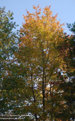 272 Fall Tree-130930-03_1.jpg