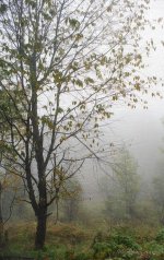 foggy oct 1st.jpg