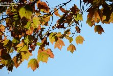 273 Leaves-131001_01.jpg