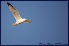 Goose Fly Small.jpg