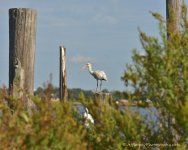 DSC_7089.jpg