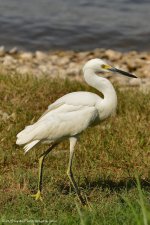 DSC_7146.jpg