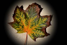 Autumn leave.jpg