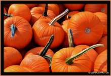 PUMPKIN 005.jpg