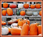 PUMPKIN 019.jpg