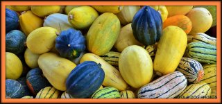 PUMPKIN 038.jpg