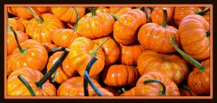 PUMPKIN 039.jpg