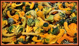 PUMPKIN 048.jpg
