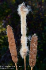 274 Cattails-131002_01.jpg