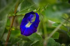 blaueblume.jpg