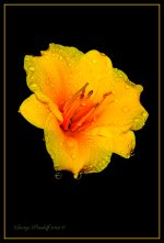 Day275YellowFlower.jpg