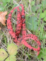 Stinkhorn.jpg
