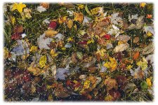 Fall when leaves fall in the river.jpg