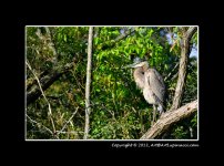 Great-Blue-Heron-Tree.jpg