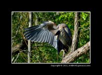 Great-Blue-Heron-Wing.jpg