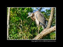 Great-Blue-Heron-Foot.jpg