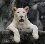 whitelion.jpg