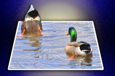 ducks bounds.jpg