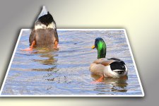 ducks bounds 2.jpg