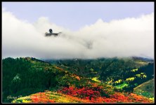Day276AutumnLeaves.jpg