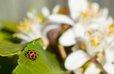 LadyBirdNIKON.jpg