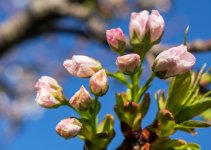 Blossom Buds.jpg