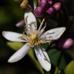 LemonBlossomNIKON.jpg